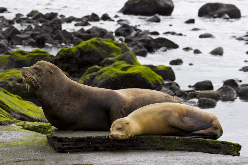 Galápagos Sealions On Beach